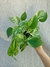 Epipremnum aureum 'Marble Queen' (Jibóia Branca) - comprar online