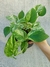 Epipremnum aureum 'Marble Queen' (Jibóia Branca) na internet