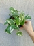 Epipremnum aureum 'N'Joy' (Jibóia Njoy) P na internet