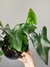 Hemionitis arifolia (Samambaia Coração) - comprar online