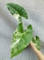 Alocasia macrorrhiza variegata - comprar online