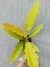 Philodendron gergaji golden