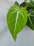 Anthurium villenaorum - comprar online