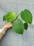 Philodendron rugosum - Foliosa