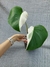 Monstera deliciosa 'Albo Variegata Halfmoon' (Costela-de-Adão) - Foliosa