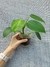 Philodendron rugosum - loja online