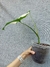 Monstera deliciosa 'Albo Variegata Halfmoon' (Costela-de-Adão) - loja online