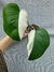 Monstera deliciosa 'Albo Variegata Halfmoon' (Costela-de-Adão) na internet