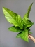 Anthurium hookeri - comprar online