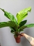 Anthurium hookeri - loja online