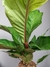 Anthurium hookeri - Foliosa