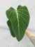 Philodendron 'Glorious' na internet
