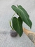 Philodendron 'Glorious' - Foliosa