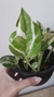 Epipremnum aureum 'N'Joy' (Jibóia Njoy) P