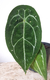 Anthurium forgetii na internet