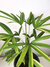 Palmeira Ráfia variegata (Rhapis excelsa) - comprar online