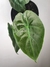 Alocasia wentii