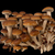 Vial 20cc - Piopinno (Agrocybe aegerita) - comprar online