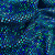 Lycra con Lurex Paillette - Circulos Turquesa y Negro
