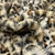 Piel Pelo Corto - Estampada - Leopardo natural y beige en internet