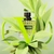 10ml Travel Size Valentino Donna Born in Roma Green Stravaganza Eau de Parfum Feminino na internet
