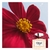 Fracionado 10ml Chloé L'Eau de Parfum Intense Feminino