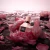 Fracionado 2ml Flowerbomb Extreme (2025) Viktor&Rolf Eau de Parfum Intense Feminino - loja online