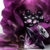 Fracionado 5ml La Nuit Trésor Lancôme Le Parfum Feminino - comprar online