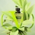 Fracionado 2ml Born in Roma Green Stravaganza Valentino Donna Eau de Parfum Feminino
