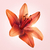 Fracionado 2ml Flowerbomb Tiger Lily Viktor & Rolf Eau de Parfum Feminino na internet