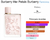 Fracionado 2ml Burberry Her Petals Eau de Parfum Feminino - comprar online