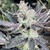 Cake Crasher semillas - Shuga Seeds