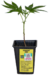 Cannpat One esqueje - Cannabis Patagónico