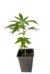 Pasionaria CBD esqueje - Yacaré Genetics