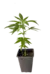 9001 esqueje - Kameseeds