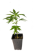 Polaris esqueje - Arkham Genetics