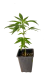 Dr. West CBD esqueje - Arkham Genetics