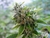 OG 324 semillas - Silver River Seeds