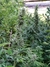 OG 324 semillas - Silver River Seeds - comprar online