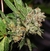 OG 324 semillas - Silver River Seeds