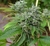 Imagen de OG 324 semillas - Silver River Seeds