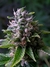 OG 324 semillas - Silver River Seeds en internet