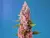 Núcleo Uno Esqueje ( RED HOT COOKIES - SWEET SEEDS )