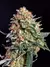 Imagen de Polaris esqueje - Arkham Genetics