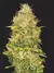 Dr. West CBD esqueje - Arkham Genetics - tienda online