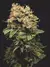Dr. West CBD esqueje - Arkham Genetics - comprar online