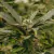Nebula X semillas - Black Caviar Seeds - comprar online