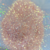 Glitter Salmón Princesa en internet