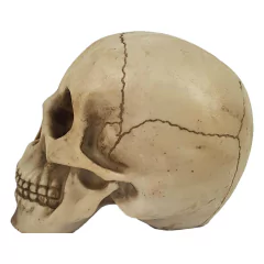 Crânio de Resina na internet