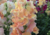 comprar sementes de boca-de-leão, semente de boca de leão, sementes de boca de leão, semente de Antirrhinum majus, semente de boca de leão sortido, semente de boca-de-leão, comprar sementes e bulbos